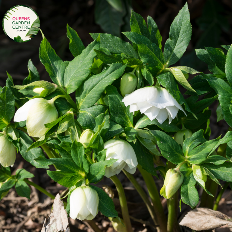 "A captivating image of the Helleborus Gold Collection® 'Ice Breaker Max' plant, highlighting its exquisite winter-flowering characteristics. This perennial evergreen, also known as the Lenten Rose, features nodding, cup-shaped flowers in a delicate shade, possibly with hues of white or light pink. The leathery, serrated foliage forms a lush and dense backdrop. 'Ice Breaker Max' is a cultivar of the Helleborus Gold Collection®, renowned for its early and prolific blooming during late winter to early spring.