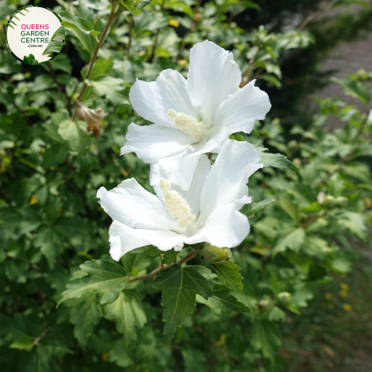 "A graceful image featuring the Hibiscus syriacus 'Double White' plant, showcasing its elegant and classic beauty. This deciduous shrub displays large, double-layered flowers in pristine white, creating a striking contrast against the backdrop of deep green foliage. 'Double White' is a cultivar of Hibiscus syriacus, commonly known as Rose of Sharon, celebrated for its timeless appeal and prolific summer flowering.