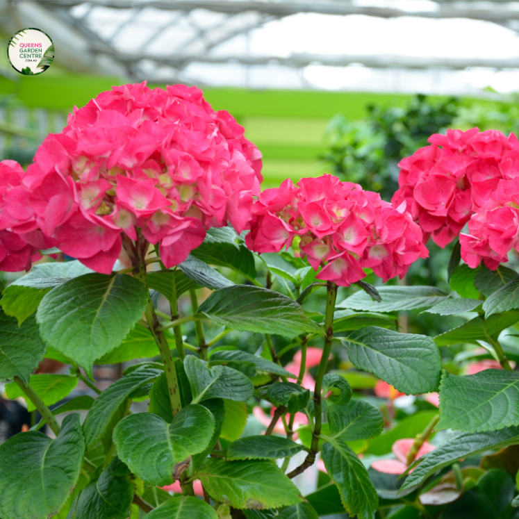 "Close-up view of the Hydrangea macrophylla 'Obsidian' or 'Storm Cloud' plant. The dark and lustrous foliage, ranging from deep purple to almost black, creates a dramatic visual impact. The leaves exhibit a velvety texture and provide a striking contrast, showcasing the unique and captivating characteristics of this hydrangea variety. The potential emergence of hydrangea blooms adds anticipation to the composition, making it an exquisite addition to garden landscapes."