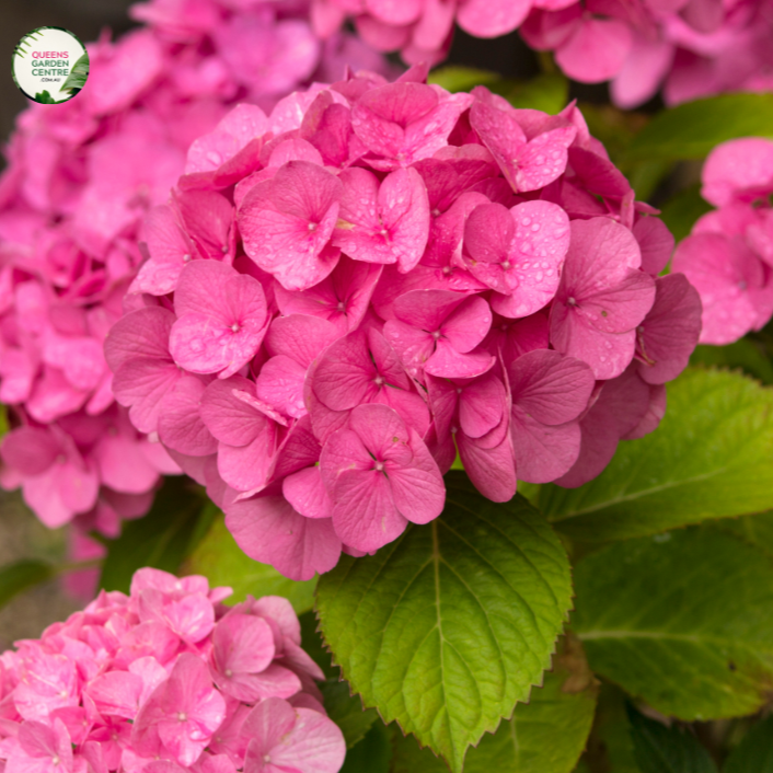 "Close-up view of the Hydrangea macrophylla 'Obsidian' or 'Storm Cloud' plant. The dark and lustrous foliage, ranging from deep purple to almost black, creates a dramatic visual impact. The leaves exhibit a velvety texture and provide a striking contrast, showcasing the unique and captivating characteristics of this hydrangea variety. The potential emergence of hydrangea blooms adds anticipation to the composition, making it an exquisite addition to garden landscapes."