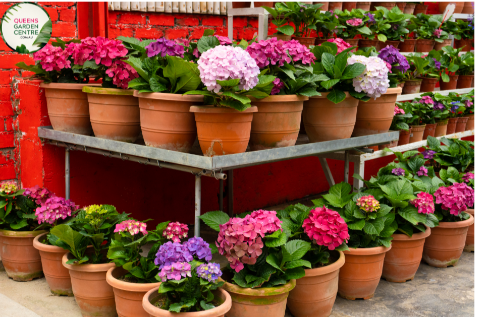 "Close-up view of the Hydrangea macrophylla 'Obsidian' or 'Storm Cloud' plant. The dark and lustrous foliage, ranging from deep purple to almost black, creates a dramatic visual impact. The leaves exhibit a velvety texture and provide a striking contrast, showcasing the unique and captivating characteristics of this hydrangea variety. The potential emergence of hydrangea blooms adds anticipation to the composition, making it an exquisite addition to garden landscapes."