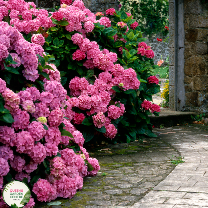 "Close-up view of the Hydrangea macrophylla 'Obsidian' or 'Storm Cloud' plant. The dark and lustrous foliage, ranging from deep purple to almost black, creates a dramatic visual impact. The leaves exhibit a velvety texture and provide a striking contrast, showcasing the unique and captivating characteristics of this hydrangea variety. The potential emergence of hydrangea blooms adds anticipation to the composition, making it an exquisite addition to garden landscapes."
