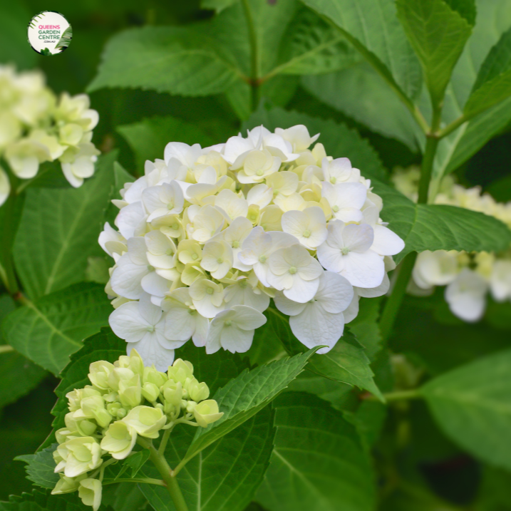"Close-up view of Hydrangea 'Magical Pearl,' showcasing its large, spherical flower clusters with a mix of pink, blue, and white blooms. This deciduous shrub adds a magical and enchanting touch to gardens and landscapes."