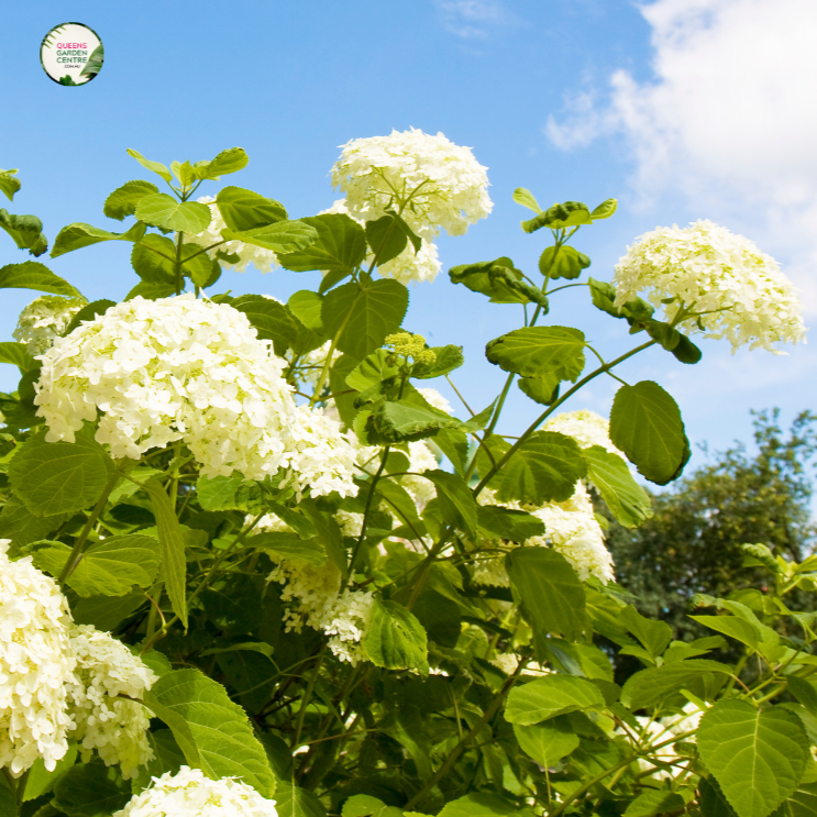 "Close-up view of Hydrangea 'Magical Pearl,' showcasing its large, spherical flower clusters with a mix of pink, blue, and white blooms. This deciduous shrub adds a magical and enchanting touch to gardens and landscapes."