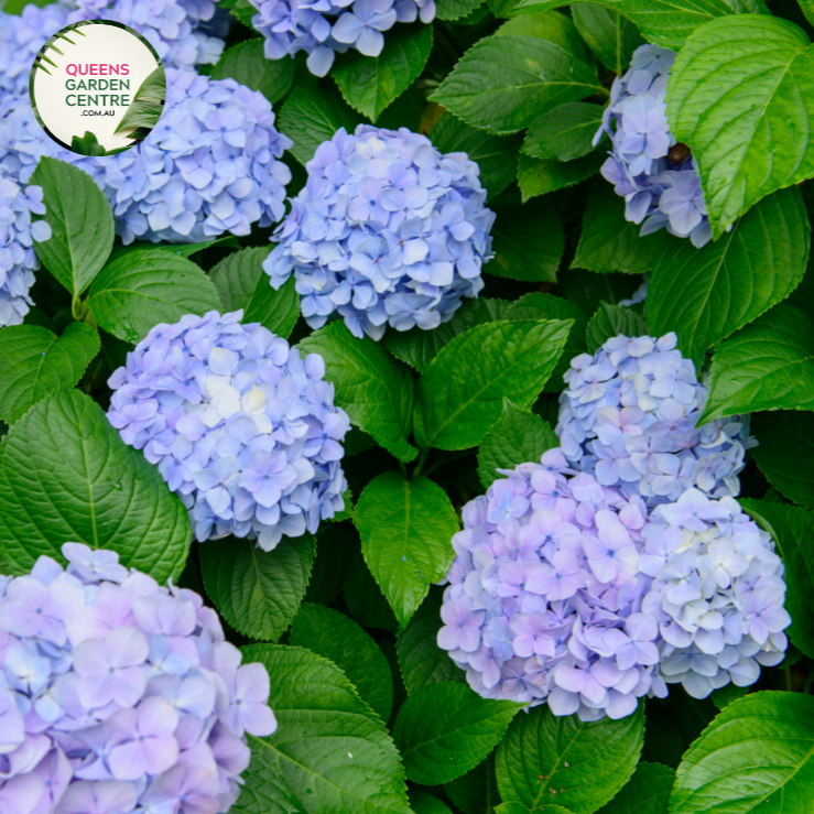 "Close-up view of a vibrant and lush Hydrangea macrophylla 'Bloomstruck' from the Endless Summer series. The large, mophead-style flowers exhibit a mix of striking pink and blue hues, surrounded by healthy green foliage. The intricate details of the individual blooms showcase the beauty and texture of this popular garden plant."