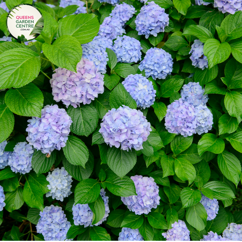 "Close-up view of a vibrant and lush Hydrangea macrophylla 'Bloomstruck' from the Endless Summer series. The large, mophead-style flowers exhibit a mix of striking pink and blue hues, surrounded by healthy green foliage. The intricate details of the individual blooms showcase the beauty and texture of this popular garden plant."