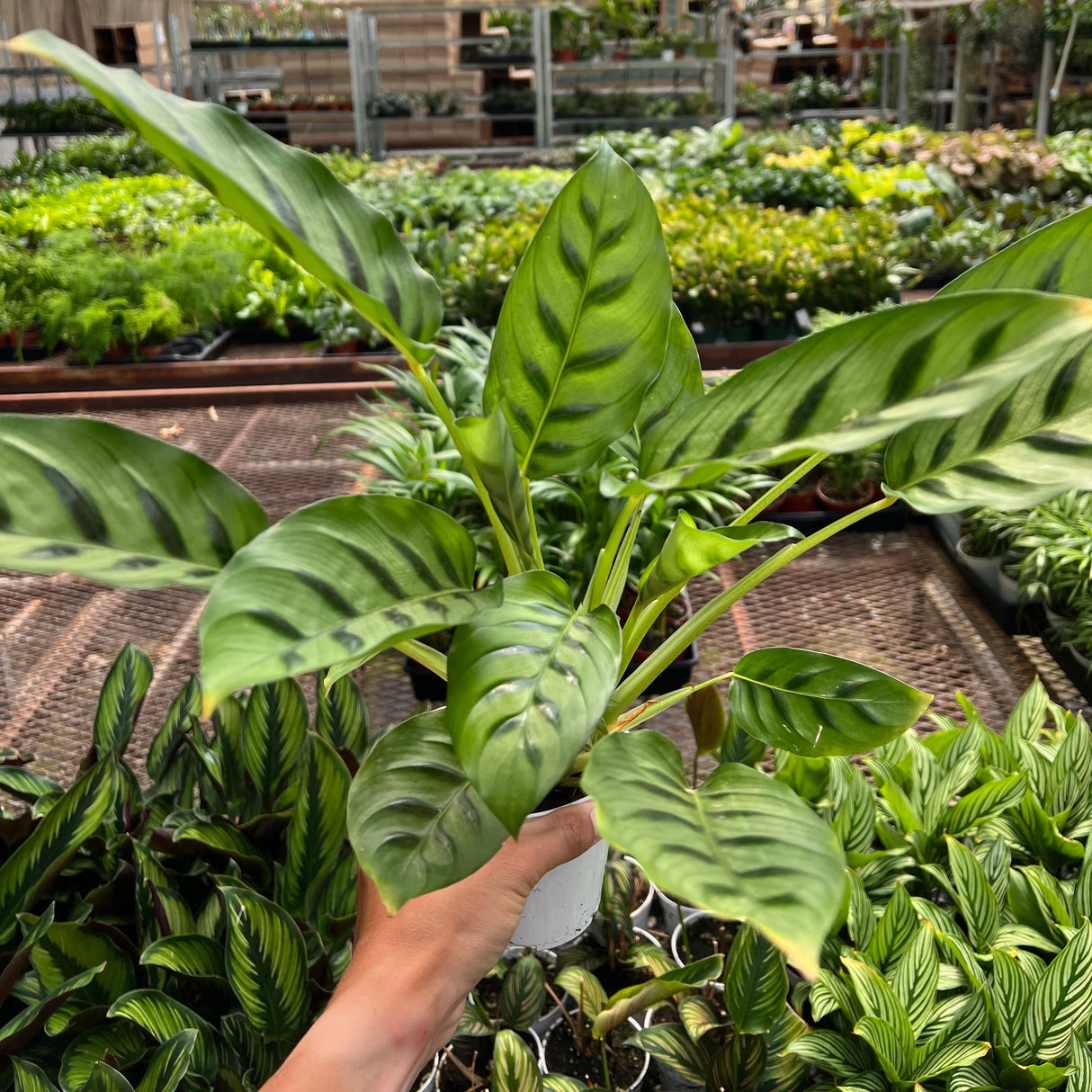 Calathea Leopardina
