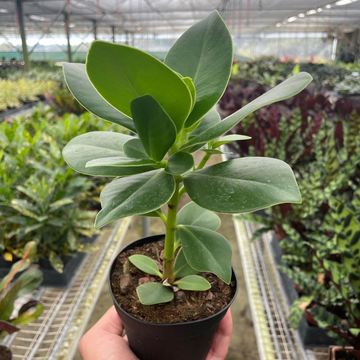 Clusia 'Princess' (Autograph Plant)