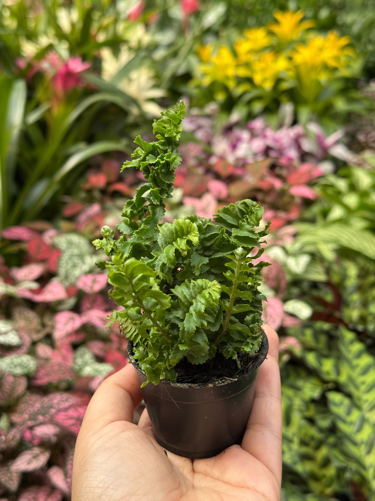 'Emina' Fern
