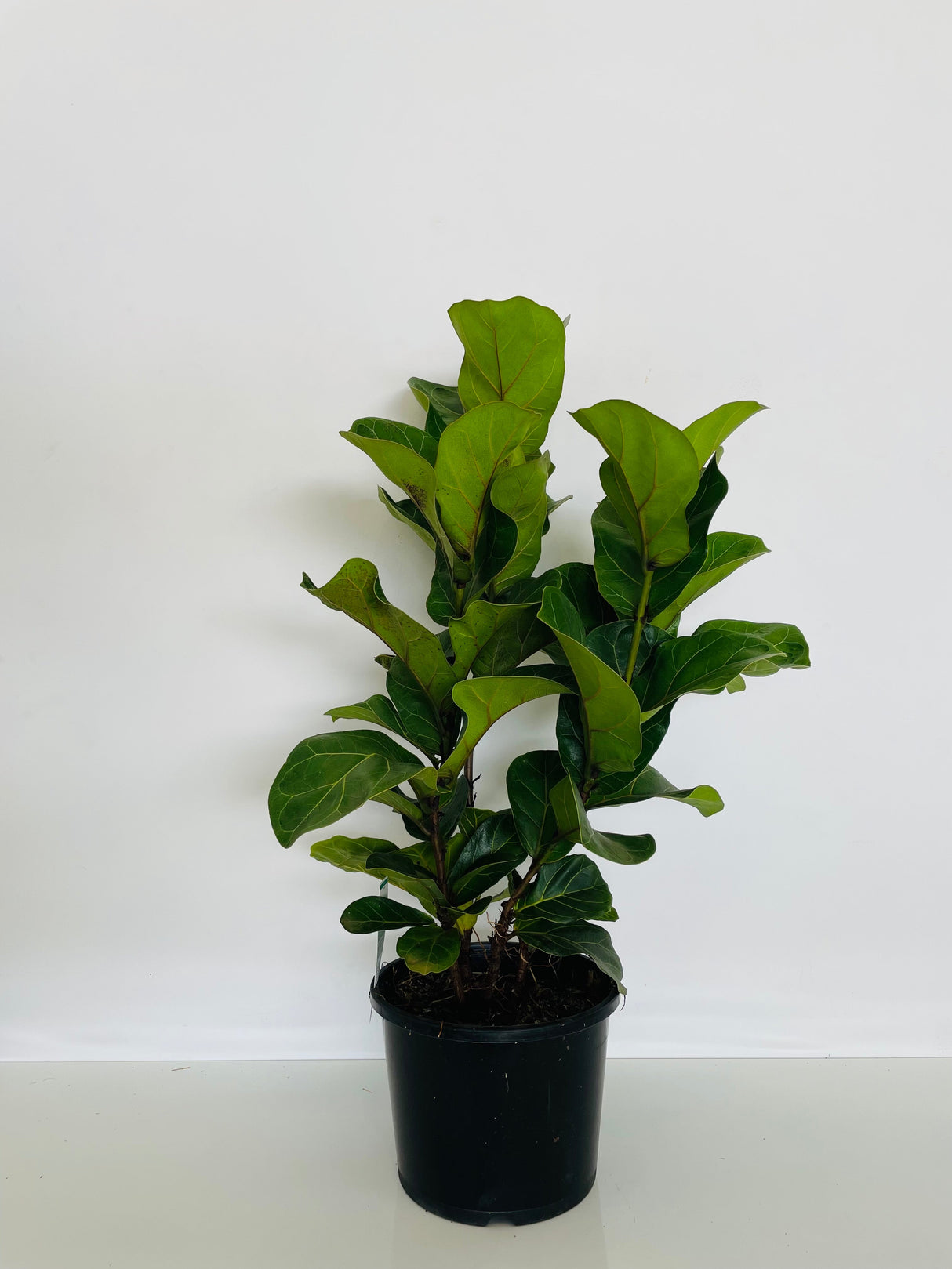 Ficus Lyrata Bambino (Fiddle Leaf Fig Bambino)