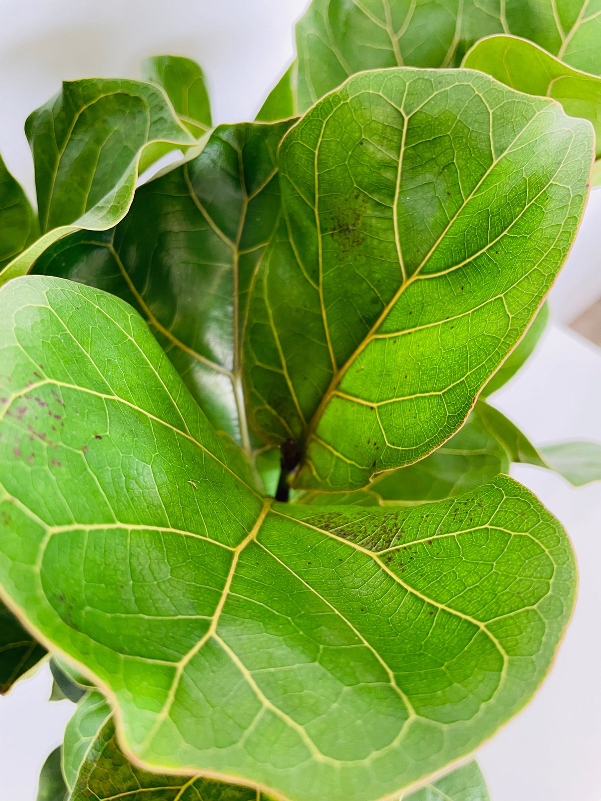 Ficus Lyrata Bambino (Fiddle Leaf Fig Bambino)