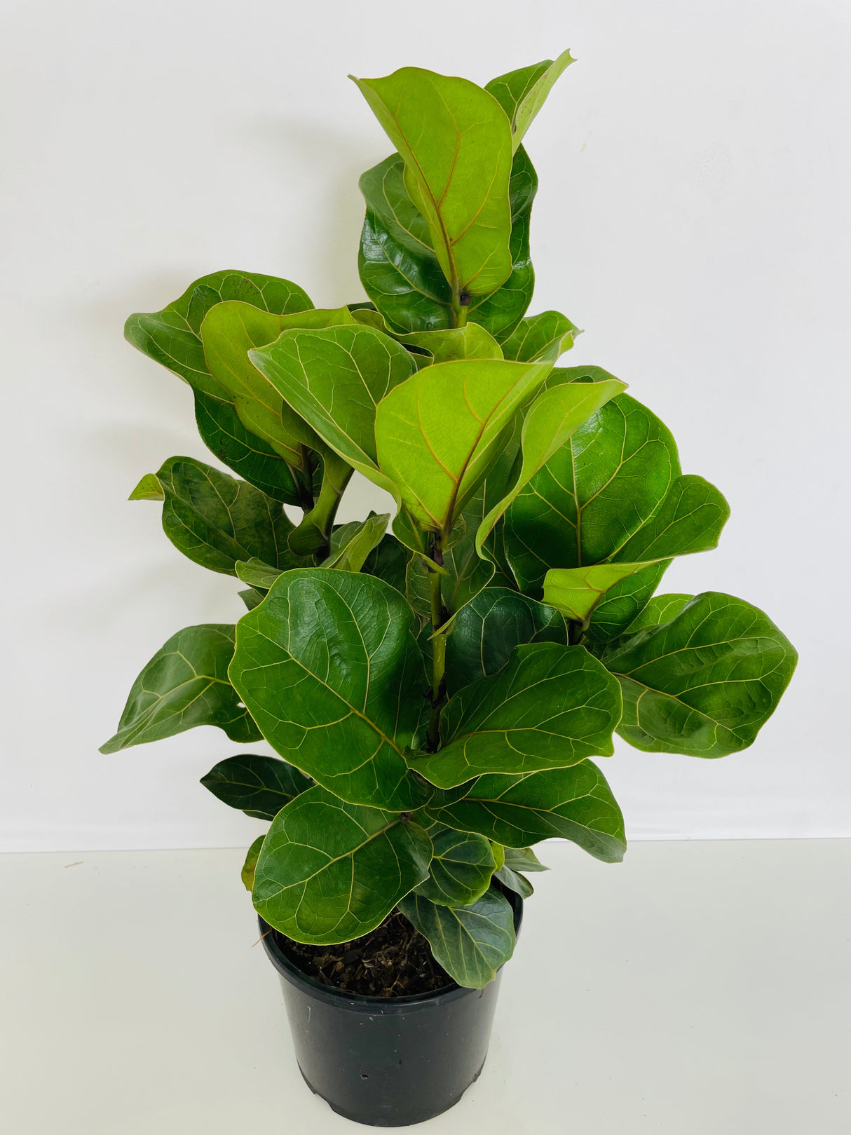 Ficus Lyrata Bambino (Fiddle Leaf Fig Bambino)