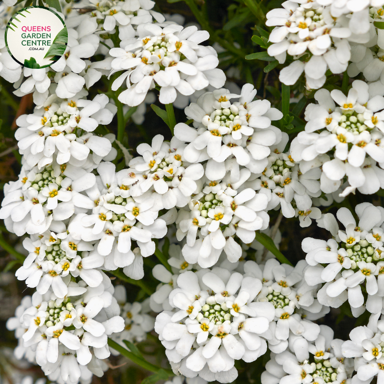 Close-up of an Iberis sempervirens (Candytuft) plant. The image features clusters of small, pure white flowers with four petals each, forming dense, flat-topped inflorescences. The petals are smooth and slightly rounded, creating a delicate, lacy appearance. The flowers are set against dark green, narrow, lance-shaped leaves with a glossy surface and smooth edges.