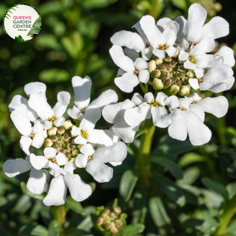 Close-up of an Iberis sempervirens (Candytuft) plant. The image features clusters of small, pure white flowers with four petals each, forming dense, flat-topped inflorescences. The petals are smooth and slightly rounded, creating a delicate, lacy appearance. The flowers are set against dark green, narrow, lance-shaped leaves with a glossy surface and smooth edges.