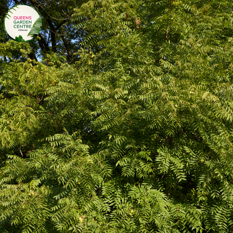 Enhance your landscape with Juglans Nigra, the Black Walnut tree. Enjoy its majestic stature and bountiful harvest of delicious nuts. Order now and add natural beauty to your outdoor space!