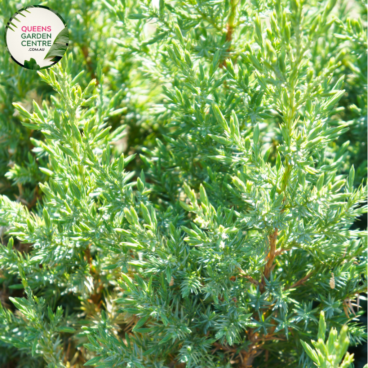 Close-up of Juniperus Communis Juniper Berry plant: This image captures the vibrant green foliage of the Juniperus Communis Juniper Berry plant, with its needle-like leaves densely arranged along the stems. The juniper berries, small and round, are visible amidst the foliage, adding pops of dark blue color to the composition.