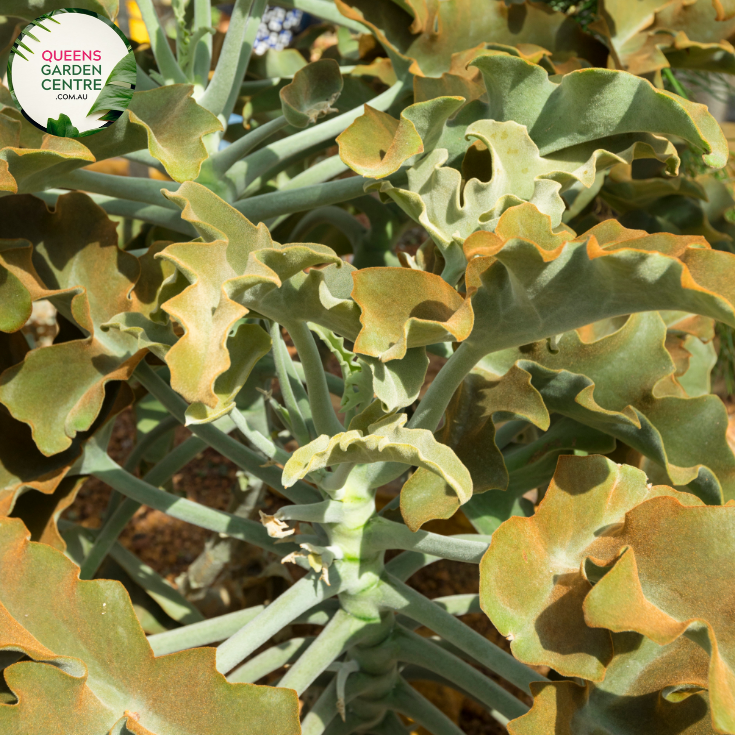 Alt text: Kalanchoe beharensis, commonly known as Velvet Leaf or Elephant's Ear Kalanchoe, is a succulent plant with large, fuzzy leaves that have a velvety texture. Native to Madagascar, it features thick, triangular leaves with scalloped edges and a silvery-gray hue. This drought-tolerant plant grows in a rosette form and may produce clusters of tubular, orange-red flowers on tall stalks. With its unique foliage and low-maintenance requirements,