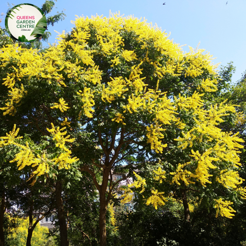 Alt text: Koelreuteria paniculata, commonly known as the Golden Rain Tree. A deciduous tree with lush green foliage and vibrant, cascading panicles of golden-yellow flowers. This ornamental plant adds a touch of elegance to landscapes, especially during its blooming season.