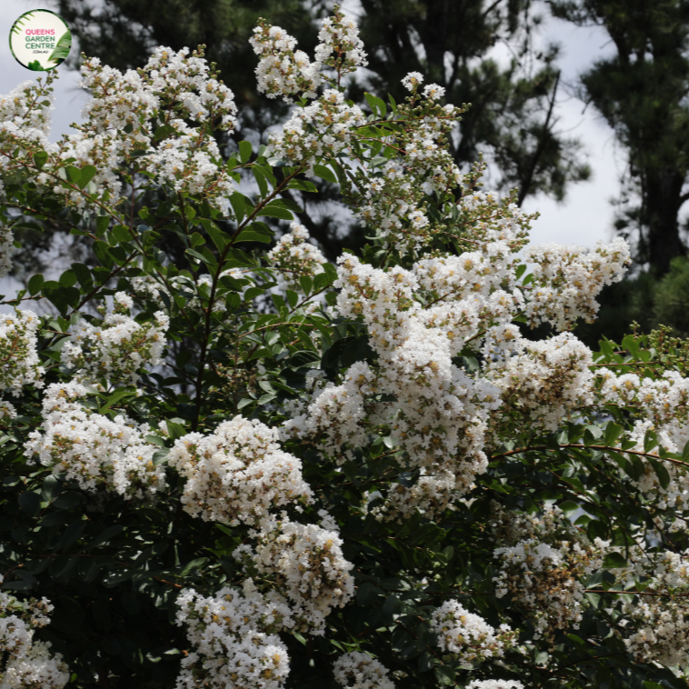 Alt Text: "Close-up of Lagerstroemia 'Acoma' plant in full bloom, showcasing its elegant white crepe myrtle flowers and lush green foliage."