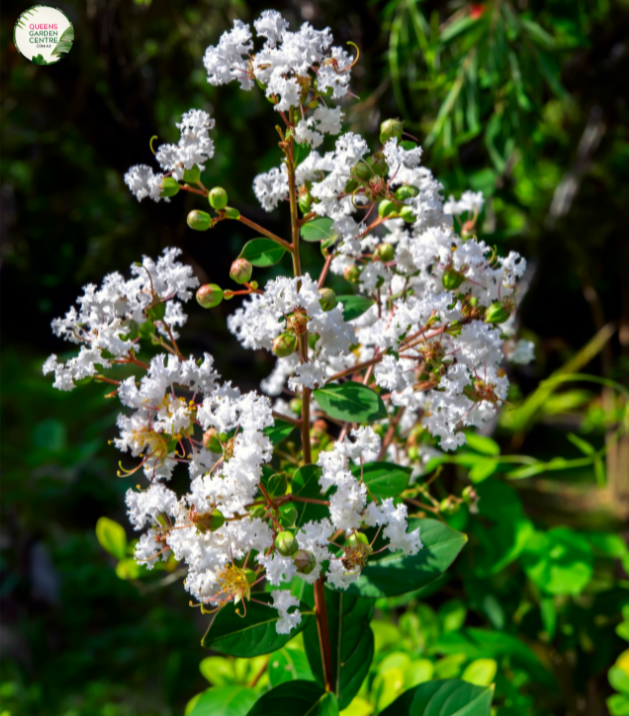 Alt Text: "Close-up of Lagerstroemia 'Acoma' plant in full bloom, showcasing its elegant white crepe myrtle flowers and lush green foliage."