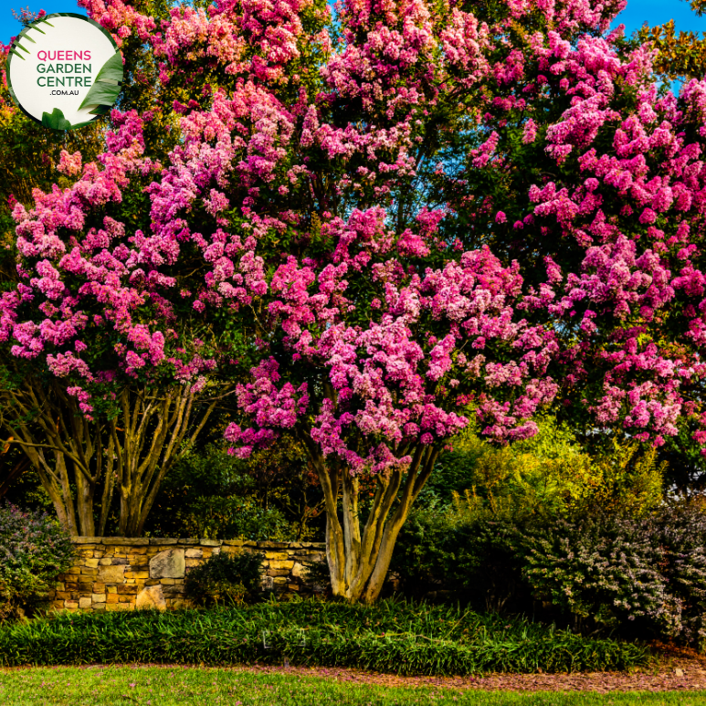 "Close-up view of Lagerstroemia 'Sioux,' a Crepe Myrtle plant, showcasing its striking fuchsia-pink blossoms. This deciduous shrub adds a vibrant burst of summer color and ornamental charm to gardens and landscapes."