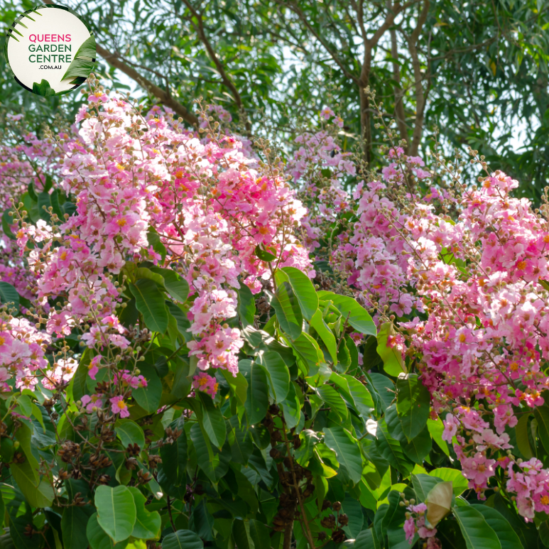 Alt text: Close-up photo of a Buxus sempervirens, commonly known as English Box or Common Box, showcasing its dense and evergreen foliage. The compact shrub features small, dark green leaves arranged neatly, creating a formal and manicured appearance. The image captures the classic beauty and versatility of the Buxus sempervirens English Box, often used for hedging, topiary, or as a border plant in garden landscapes.