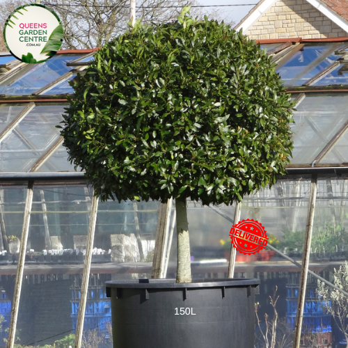 Alt text: Laurus nobilis, commonly known as Bay Laurel or Sweet Bay, is an aromatic evergreen tree cultivated for its culinary and ornamental value. The "Standards" variety features a trained, single-trunked specimen with a rounded canopy of glossy, dark green leaves. These leaves are commonly used as a flavorful herb in cooking. Bay Laurel trees also produce small, yellow-green flowers and dark purple berries. With its handsome foliage and versatility,