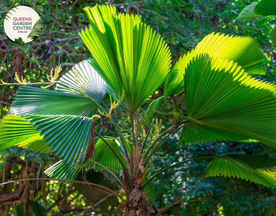 Alt text: Licuala elegans, also known as the Elegant Fan Palm, is a tropical palm species prized for its stunning foliage. This plant features large, round leaves that are deeply divided into segments, resembling a fan. The leaves have a glossy, dark green color and a striking pleated texture. Licuala elegans typically grows in a clustering habit, forming dense clumps of foliage.