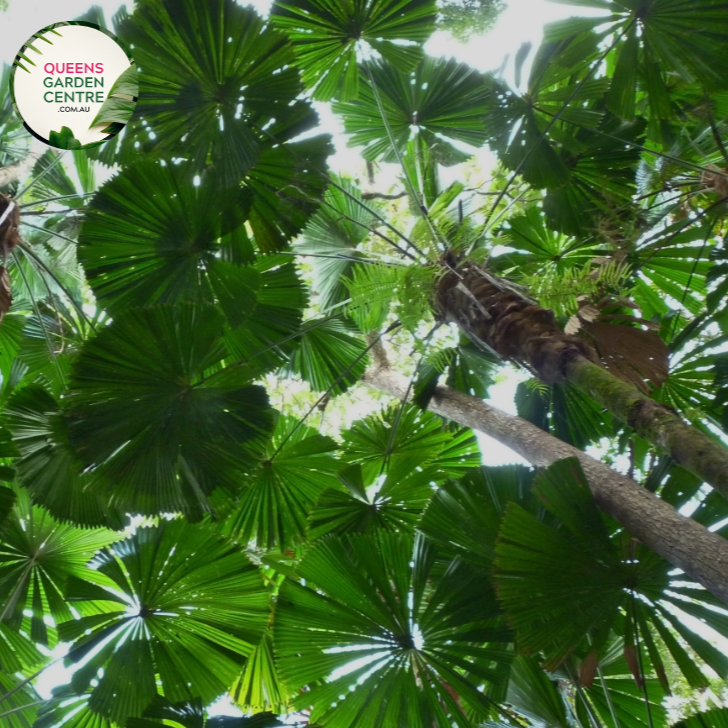 Alt text: Licuala ramsayi, also known as the Australian Fan Palm, is a striking palm species native to the rainforests of Queensland, Australia. This palm features large, fan-shaped leaves that can grow up to two meters in diameter, making it one of the largest fan palms. The leaves are deeply divided into segments and have a glossy, dark green color. Licuala ramsayi typically grows in a solitary trunk and produces clusters of small, creamy flowers followed by spherical fruits.