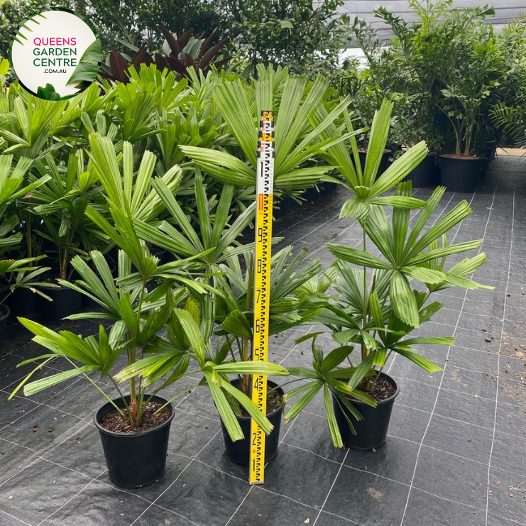 Alt text: Licuala ramsayi, also known as the Australian Fan Palm, is a striking palm species native to the rainforests of Queensland, Australia. This palm features large, fan-shaped leaves that can grow up to two meters in diameter, making it one of the largest fan palms. The leaves are deeply divided into segments and have a glossy, dark green color. Licuala ramsayi typically grows in a solitary trunk and produces clusters of small, creamy flowers followed by spherical fruits.