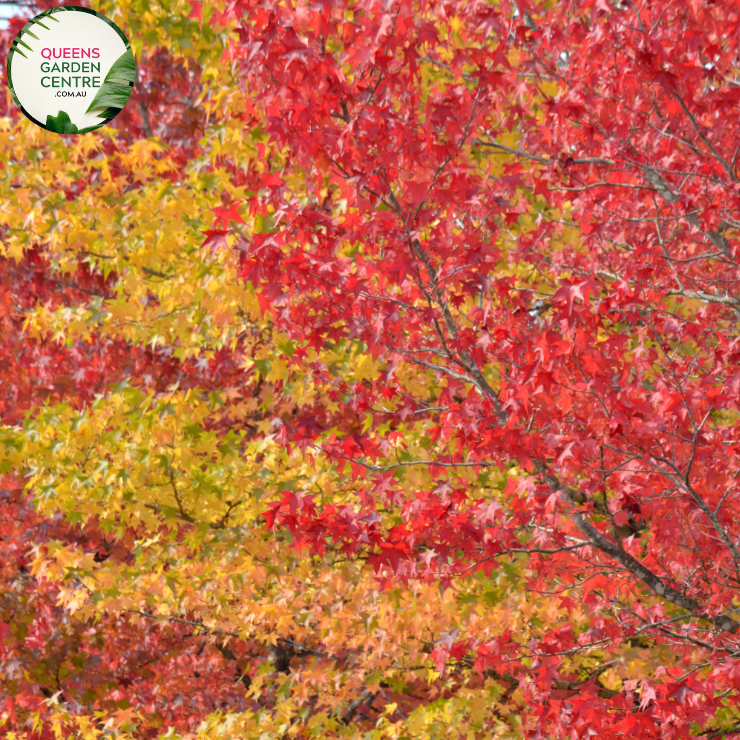 Alt text: Liquidambar styraciflua 'Oakville Highlight,' showcasing its vibrant autumn foliage. This deciduous tree features deeply lobed leaves that transition from green to shades of orange, red, and purple in the fall. An exquisite addition to landscapes, providing a captivating display of seasonal colors.