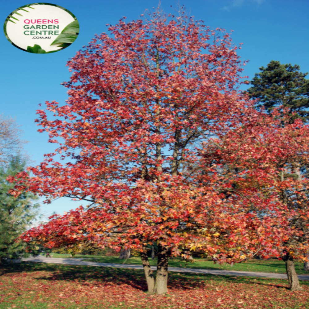 Alt text: Liquidambar styraciflua 'Palo Alto,' a deciduous tree celebrated for its stunning autumn display. The foliage transitions from green to vibrant shades of red, orange, and purple. This cultivar adds a touch of seasonal brilliance to landscapes, making it a sought-after choice for gardens and urban spaces.