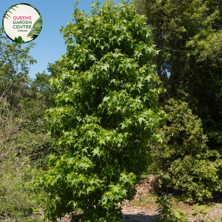 Alt text: Liquidambar styraciflua 'Worplesdon,' a deciduous tree known for its distinctive star-shaped leaves that turn vibrant shades of red, orange, and purple in the fall. This cultivar is appreciated for its ornamental value, providing a stunning autumnal display. The tree adds beauty and seasonal interest to gardens and landscapes.