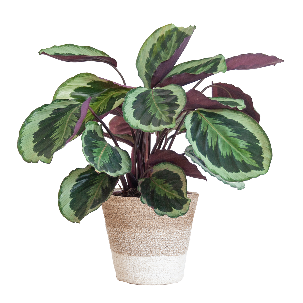 Calathea Medaillon mødte Viber vid