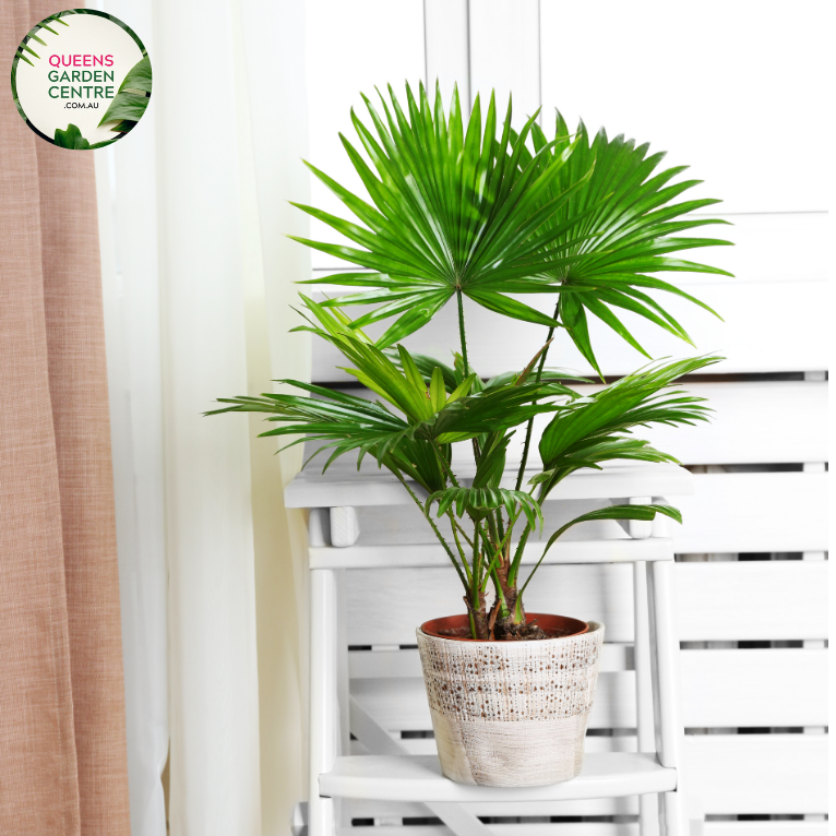 Alt text: Livistona chinensis, commonly known as the Chinese Fan Palm or Fountain Palm, is a tropical palm species prized for its graceful appearance. This palm features large, fan-shaped leaves that are glossy green and deeply divided into segments. The leaves grow in a symmetrical arrangement atop a slender trunk, creating a striking silhouette. Livistona chinensis typically grows in a clumping habit, forming dense clusters of foliage.