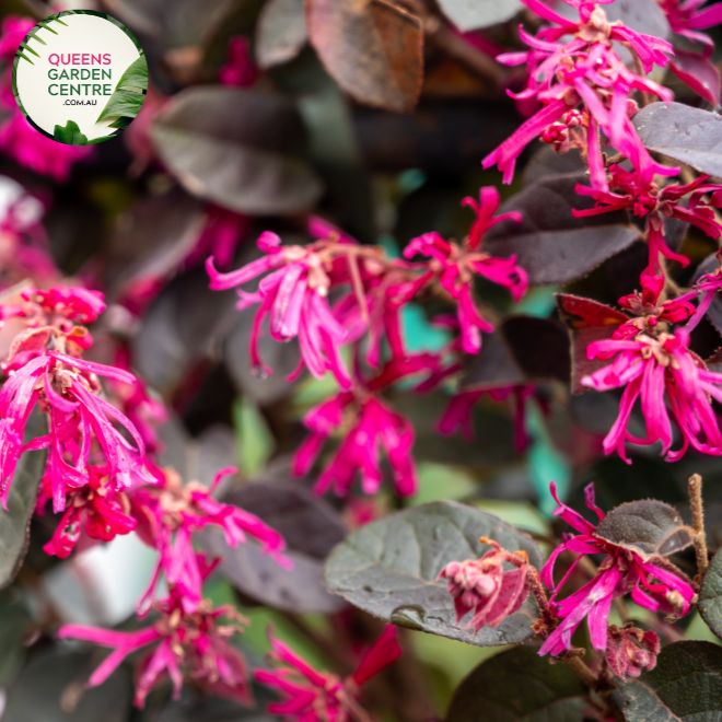 "A close-up view of the Loropetalum 'China Pink' plant, showcasing its vibrant and cascading pink flowers against a backdrop of deep burgundy leaves. The contrast between the vivid blooms and the rich foliage creates a visually stunning composition. 'China Pink' is a cultivar of Loropetalum, prized for its ornamental appeal. The weeping habit and colorful foliage make it a striking addition to garden landscapes, adding a burst of color and elegance to outdoor settings."