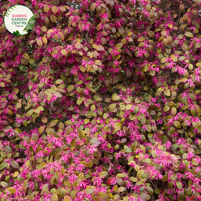 "A close-up view of the Loropetalum 'China Pink' plant, showcasing its vibrant and cascading pink flowers against a backdrop of deep burgundy leaves. The contrast between the vivid blooms and the rich foliage creates a visually stunning composition. 'China Pink' is a cultivar of Loropetalum, prized for its ornamental appeal. The weeping habit and colorful foliage make it a striking addition to garden landscapes, adding a burst of color and elegance to outdoor settings."