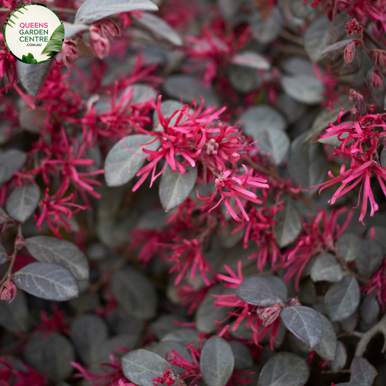 "A detailed view of the Loropetalum 'Plum Gorgeous' plant, featuring its striking combination of deep burgundy leaves and vibrant fuchsia-pink fringed flowers. The dark foliage provides a rich and elegant backdrop for the profusion of eye-catching blooms. 'Plum Gorgeous' is a cultivar of Loropetalum, prized for its ornamental appeal and compact form. This variety adds a dramatic burst of color and visual interest to garden landscapes, making it a standout feature in outdoor settings."