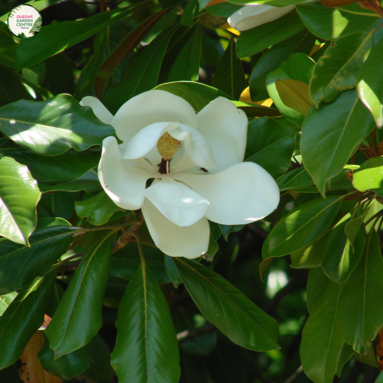 Alt text: Magnolia 'Little Gem,' a compact and evergreen tree with glossy leaves and fragrant white flowers. Ideal for small gardens or as an ornamental focal point, this cultivar is celebrated for its beauty and adaptability to various landscapes.