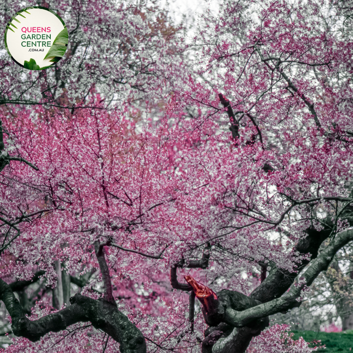 Alt text: Malus (JFS-KW5) 'Royal Raindrops™,' a captivating Crab Apple tree. This deciduous beauty showcases deep purple foliage and vivid pinkish-red blooms. An ornamental choice for landscapes, known for its small, decorative fruits and stunning visual appeal throughout the seasons.