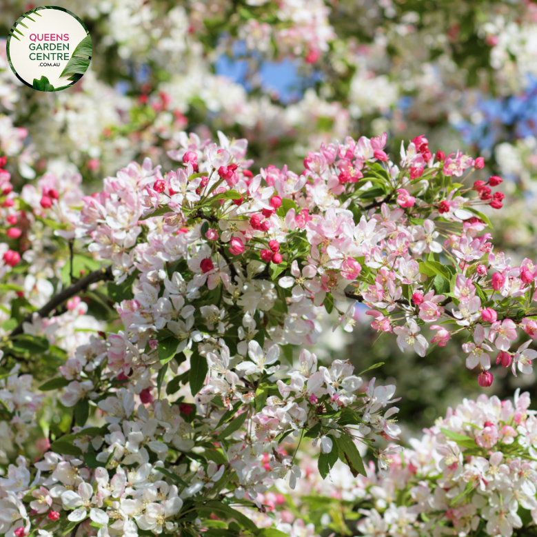"A picturesque image of the Malus floribunda plant, commonly known as the Japanese flowering crabapple. The tree is adorned with a profusion of delicate, pink blossoms, creating a breathtaking springtime display. The vibrant flowers contrast beautifully against the lush green foliage. Malus floribunda is celebrated for its ornamental value, adding a touch of elegance and charm to garden landscapes.