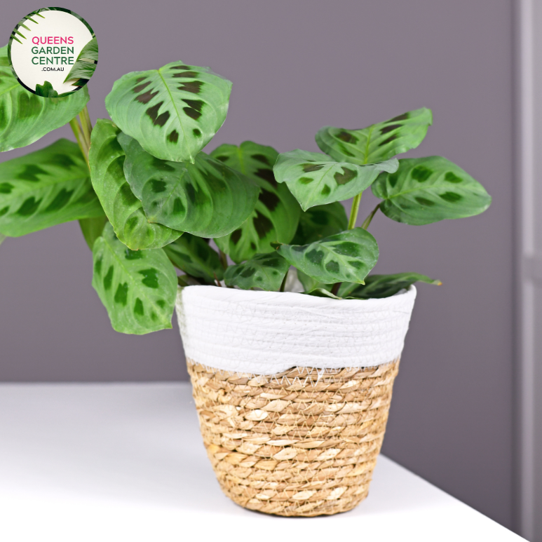 Close-up of Maranta leuconeura Kerchoveana plant: This image captures the intricate details of the Maranta leuconeura Kerchoveana plant, commonly known as the Prayer Plant. The foliage features vibrant green leaves adorned with unique patterns of dark green veins, creating a striking contrast.