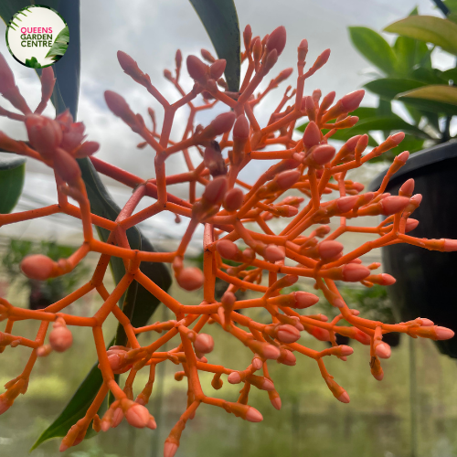 Medinilla Scortechinii