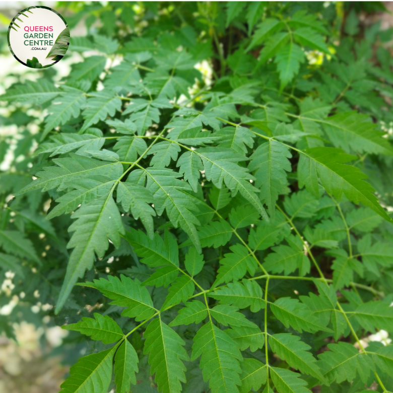 "A serene image of the Melia azedarach plant, commonly known as the Chinaberry or Bead Tree. The deciduous tree exhibits a graceful silhouette with compound leaves and clusters of small, lilac-colored flowers. As the seasons progress, the flowers give way to spherical green fruit clusters, adding visual interest. Melia azedarach is appreciated for its ornamental value in landscapes, with a combination of elegant form and seasonal transformations.