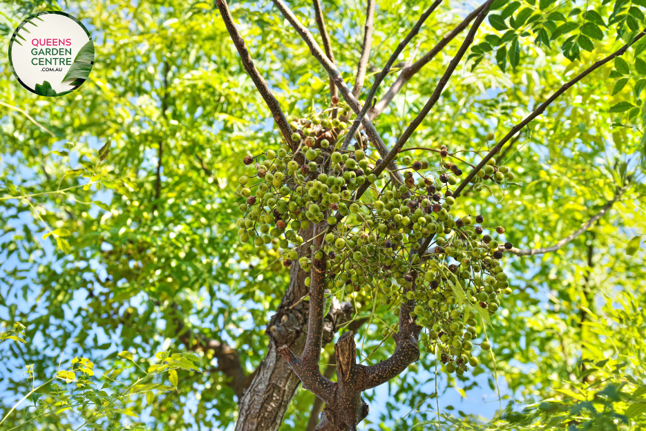 "A serene image of the Melia azedarach plant, commonly known as the Chinaberry or Bead Tree. The deciduous tree exhibits a graceful silhouette with compound leaves and clusters of small, lilac-colored flowers. As the seasons progress, the flowers give way to spherical green fruit clusters, adding visual interest. Melia azedarach is appreciated for its ornamental value in landscapes, with a combination of elegant form and seasonal transformations.
