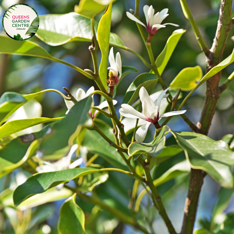"A captivating view of the Michelia alba plant, also known as White Champaca or White Sandalwood. The evergreen tree features glossy, lance-shaped leaves and produces fragrant, creamy-white flowers with a distinctive cup shape. The blossoms are arranged in clusters, creating a visually striking display against the backdrop of lush green foliage. Michelia alba is cherished for its aromatic flowers and ornamental value, making it an enchanting addition to garden landscapes.