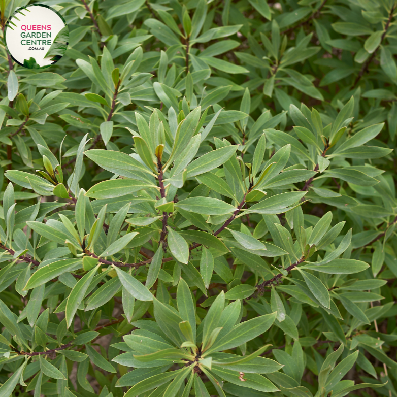 Enhance your coastal landscape with Myoporum insulare, a versatile and hardy shrub perfect for seaside gardens. Also known as Common Boobialla, this native Australian plant features dense foliage and delicate white flowers, attracting bees and butterflies to your garden.