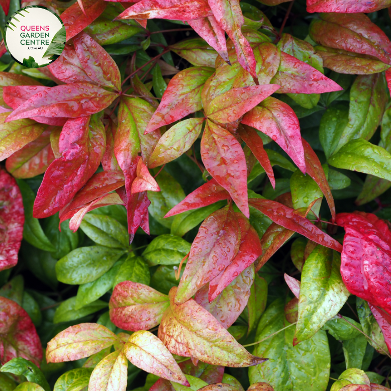 "A visually pleasing image of the Nandina domestica 'Moon Bay' plant, featuring its compact and ornamental characteristics. The evergreen shrub exhibits lush, finely-textured foliage that transitions through shades of green, red, and bronze, adding visual interest. 'Moon Bay' is a cultivar of Nandina domestica, known for its dense and mounding growth habit. The vibrant foliage creates a year-round appeal, and the plant's elegant form makes it an attractive addition to garden landscapes.