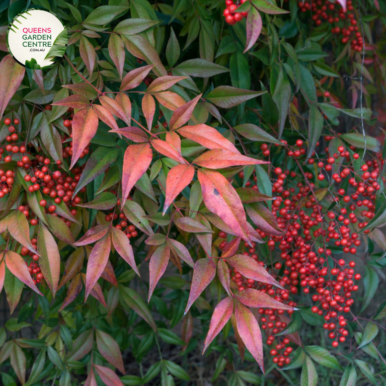 "A visually pleasing image of the Nandina domestica 'Moon Bay' plant, featuring its compact and ornamental characteristics. The evergreen shrub exhibits lush, finely-textured foliage that transitions through shades of green, red, and bronze, adding visual interest. 'Moon Bay' is a cultivar of Nandina domestica, known for its dense and mounding growth habit. The vibrant foliage creates a year-round appeal, and the plant's elegant form makes it an attractive addition to garden landscapes.