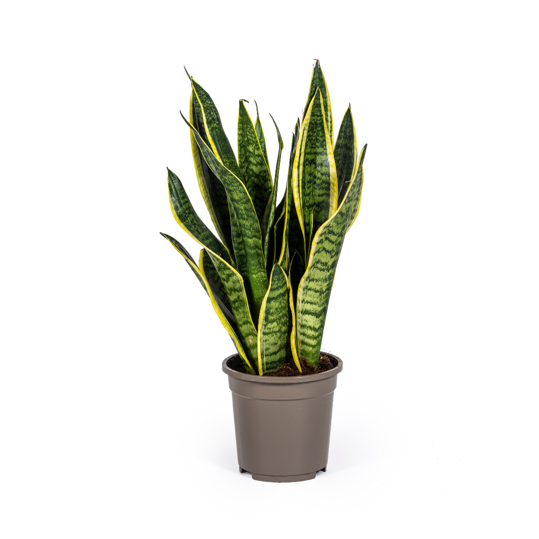 Sansevieria Trifasciata Futura Superba